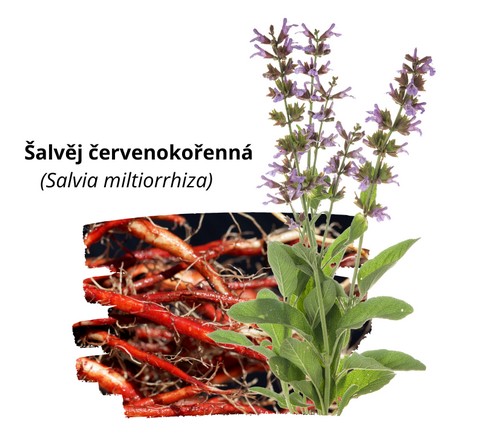 Šalvěj červenokořenná